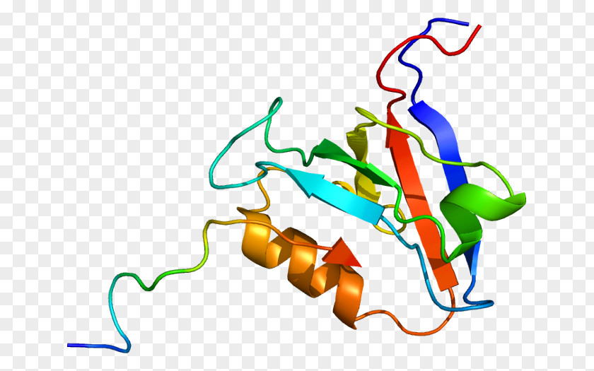 PTPN13 Gene Protein Tyrosine Phosphatase PTPN11 PNG