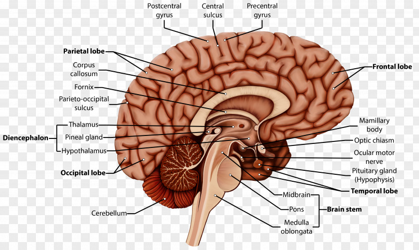 Brain Organism Human Behavior Homo Sapiens PNG