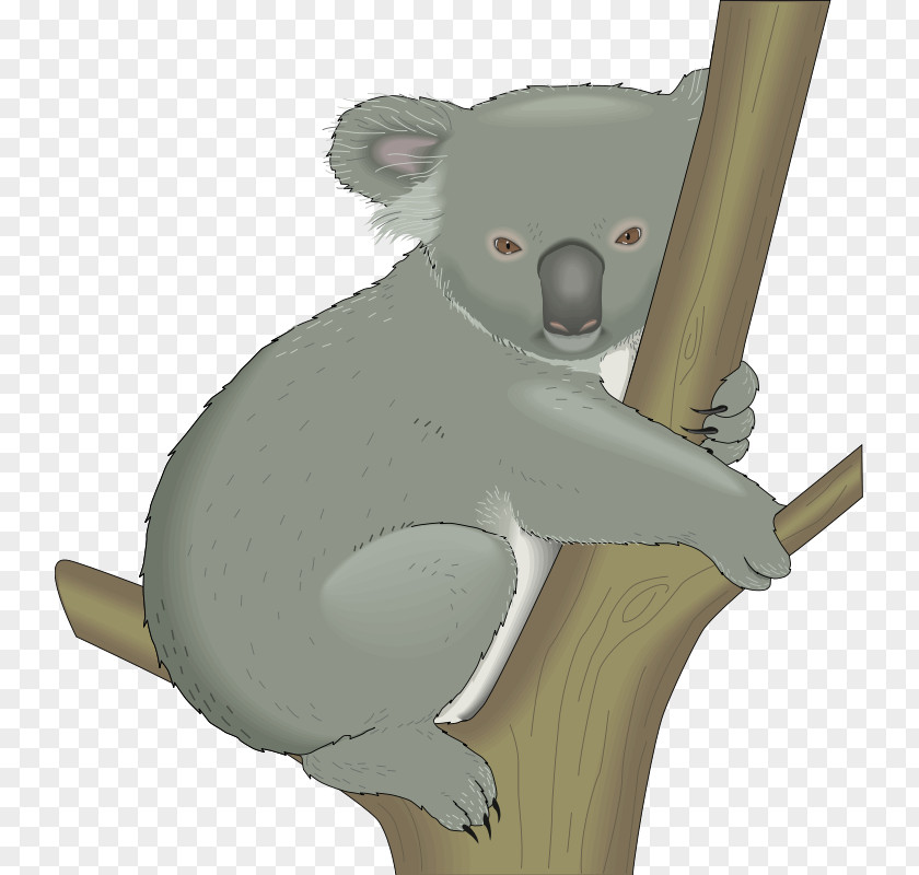 Clip On Koala Bear Cuteness Art PNG