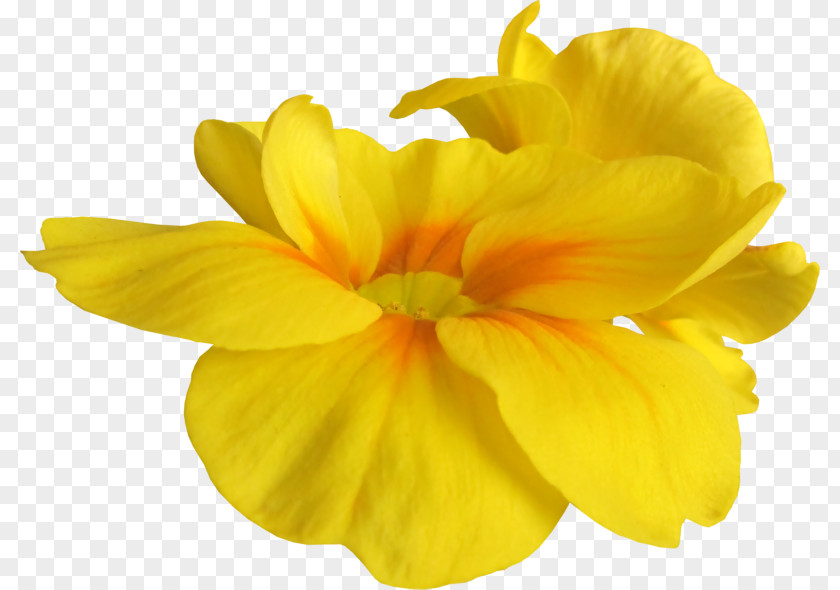 Flower Cut Flowers Yellow PNG