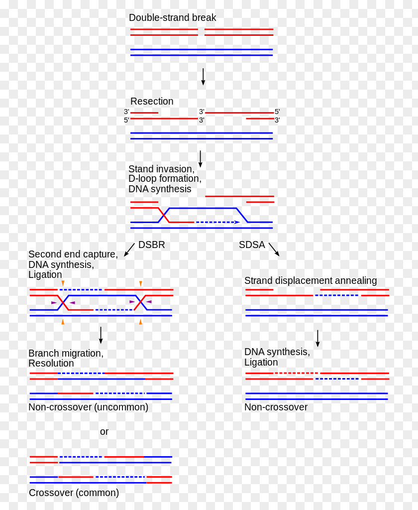 HR Open Day Holliday Junction Chromosomal Crossover Synthesis-dependent Strand Annealing Homologous Recombination DNA PNG