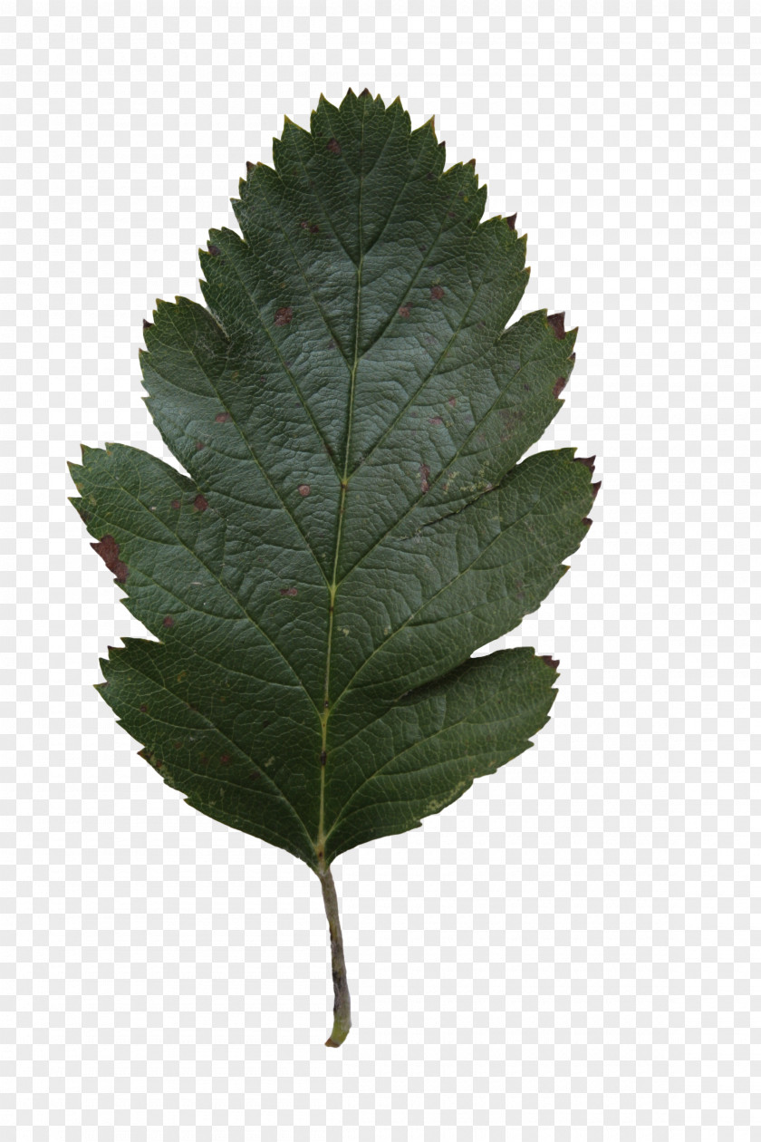 Leaf Texture Tree Oak Alnus Glutinosa Clip Art PNG
