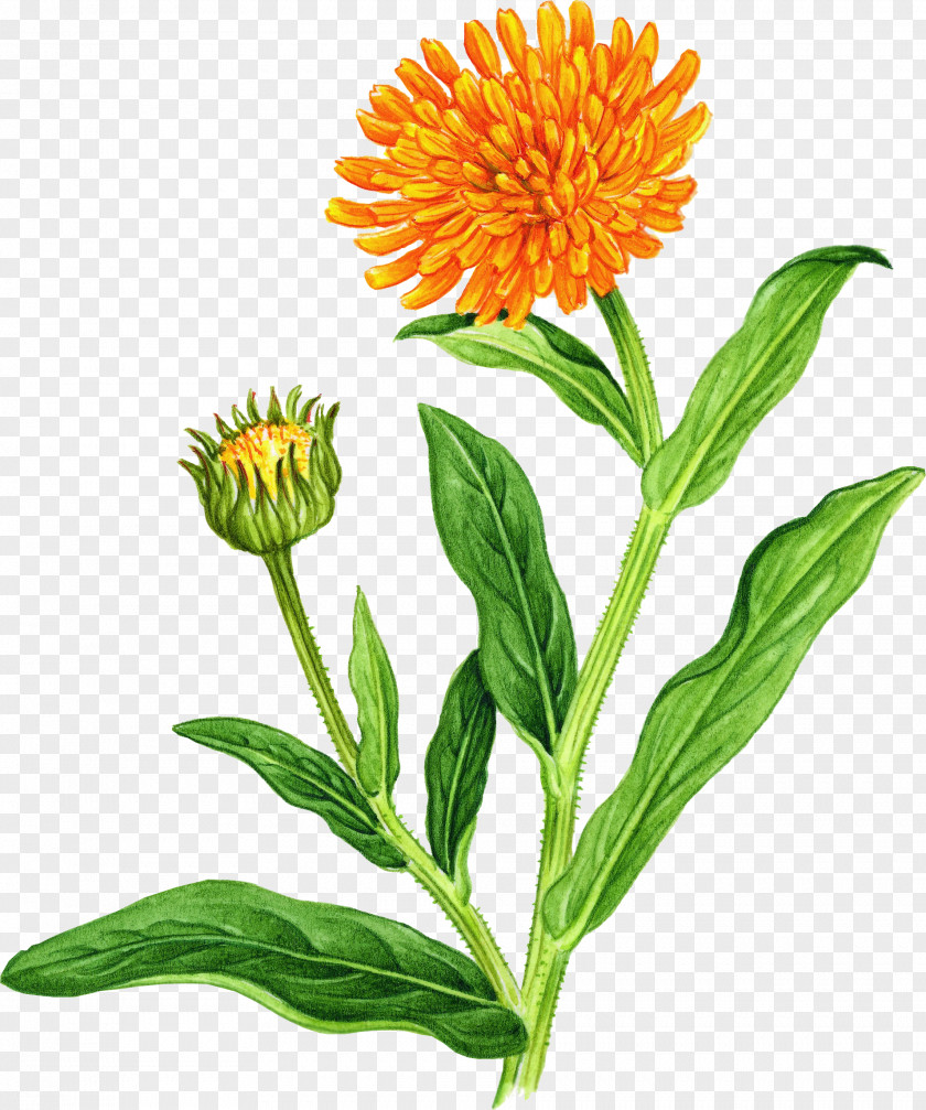 Watercolor Greenery Marigold Wildflower Clip Art PNG