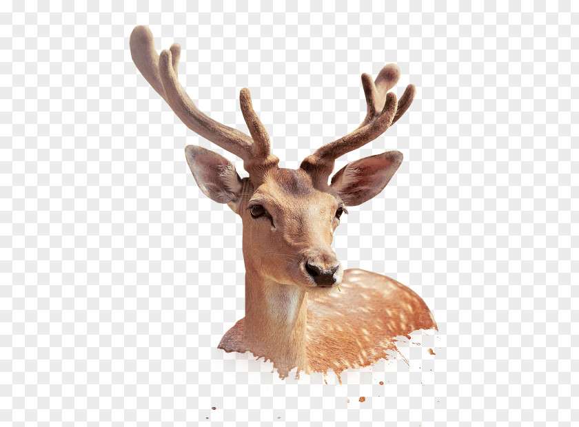 Deer Template Download Illustration PNG