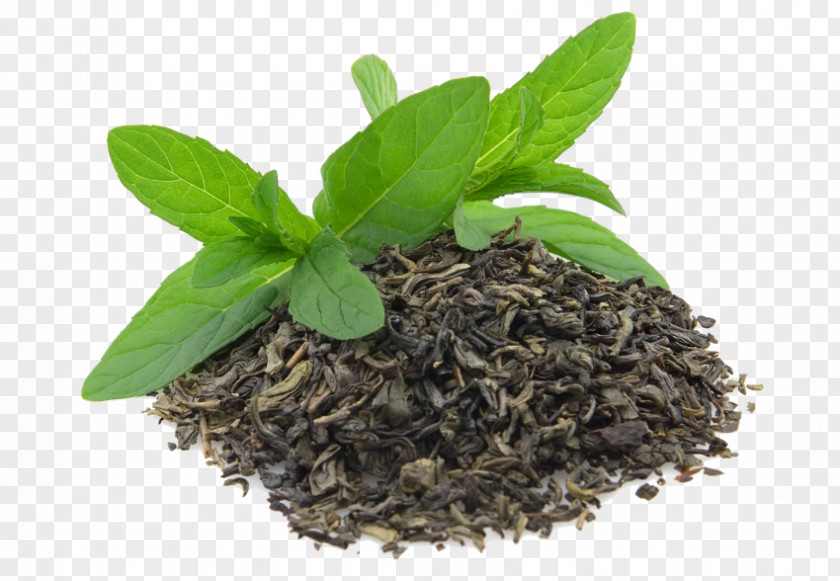 Green Tea Assam Matcha Oolong PNG