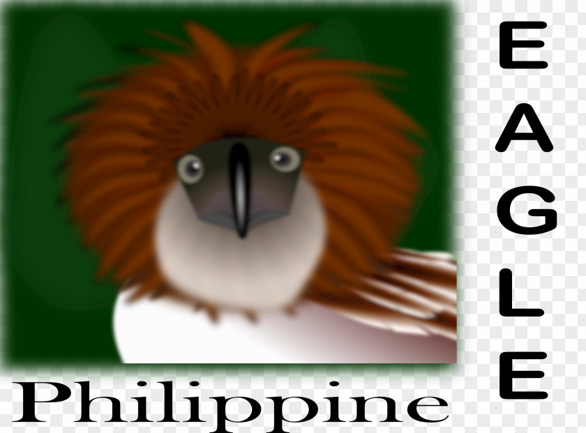 Kiwi Bird Philippines Bald Eagle Philippine Clip Art PNG