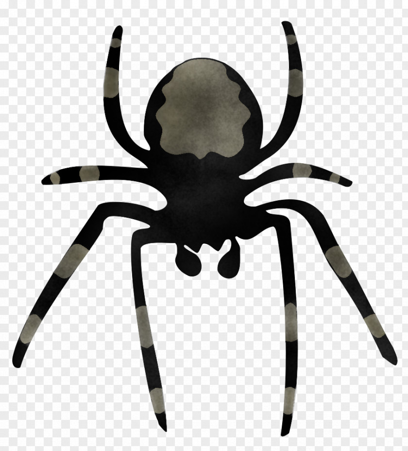 Spider Tarantula Orb-weaver Arachnid Insect PNG