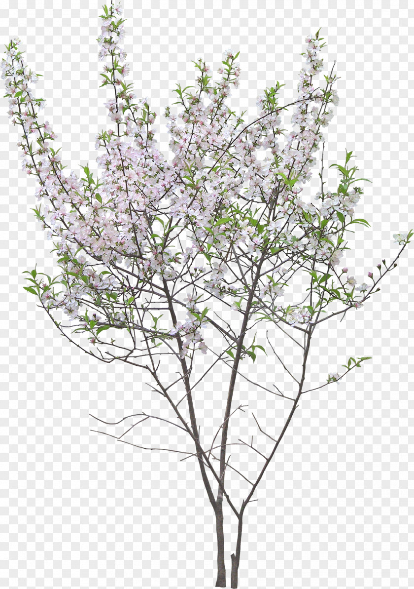 Tree Twig Garden Shrub Flower PNG