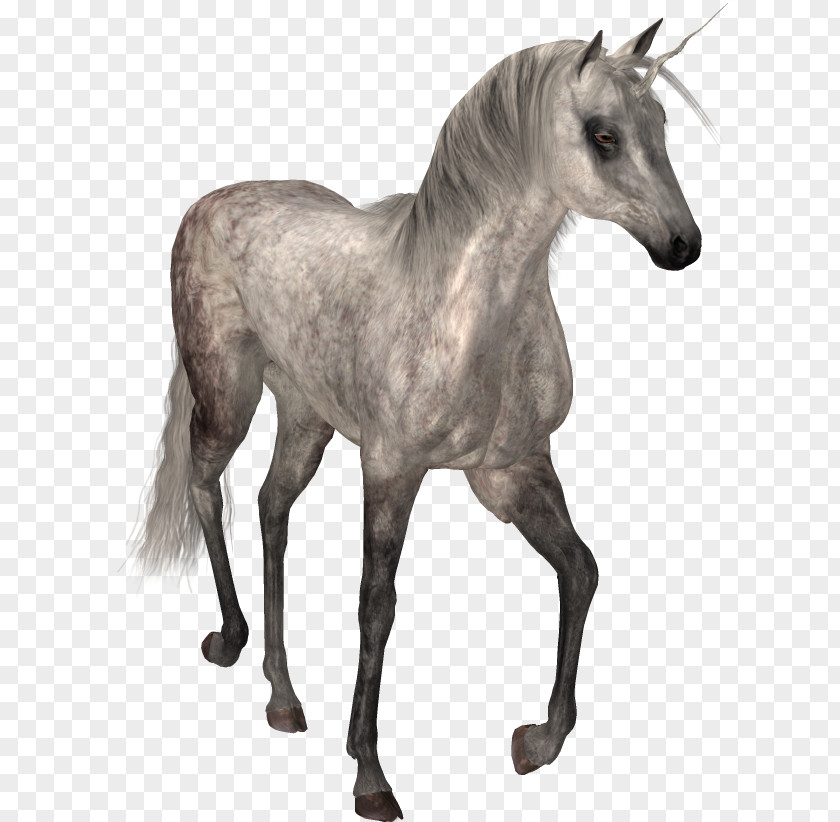 Unicorn Horse PNG