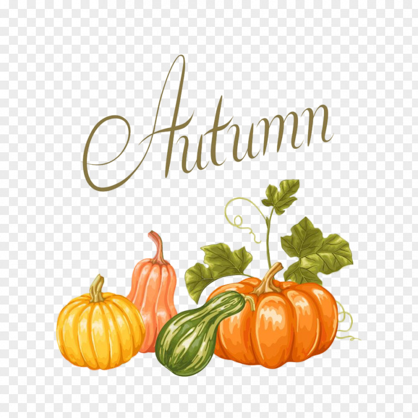 Cucurbita Plant Pumpkin PNG