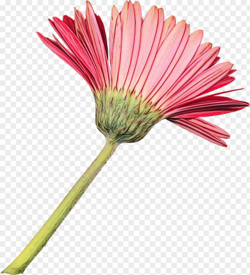 Cut Flowers Petal Transvaal Daisy PNG