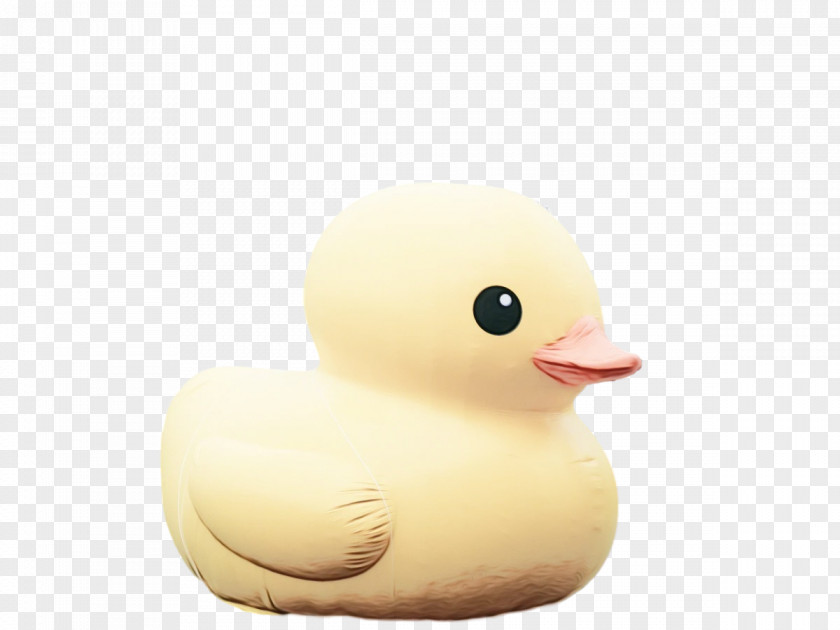 Duck Waterfowl Birds Water Bird Beak PNG