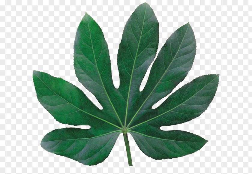 Leaves 4 Leaf Plant Tmall Biological Specimen Taobao PNG