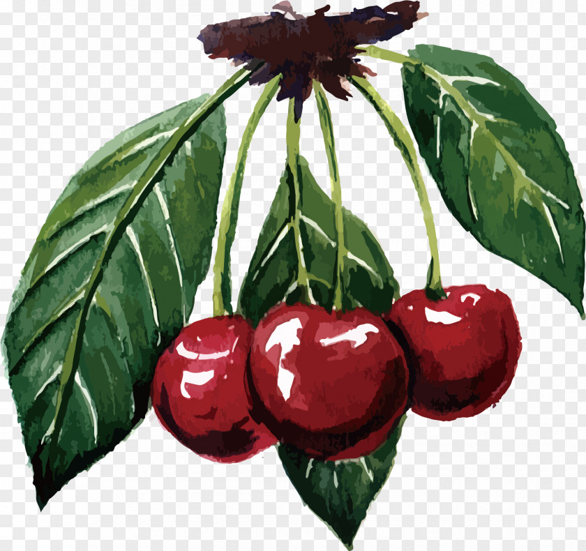 Red Cherry Vector Cerasus Fruit Varenye PNG