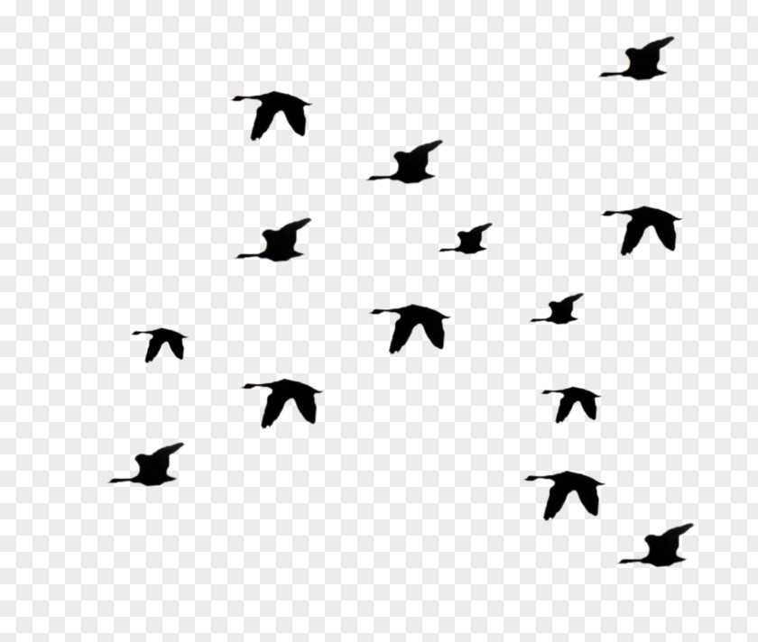 Beak Blackandwhite Flock Bird Migration Animal Wing PNG