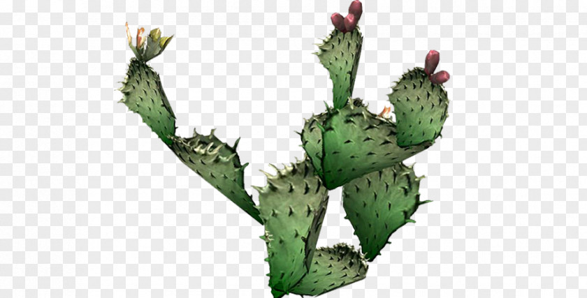 Call To Action Cactus Prickly Pear Plants Clip Art PNG