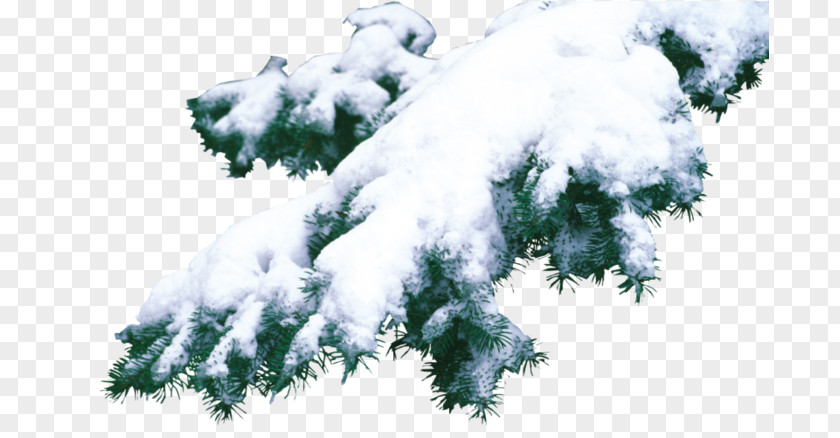 Christmas Spruce Fir Pine PNG