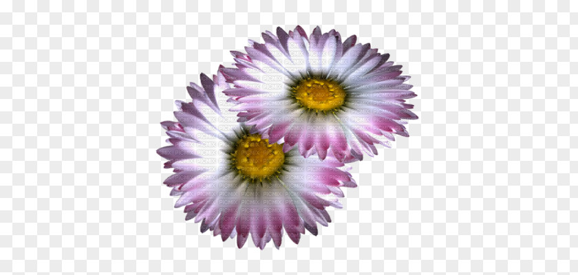 Chrysanthemum Purple Lossless Compression PNG