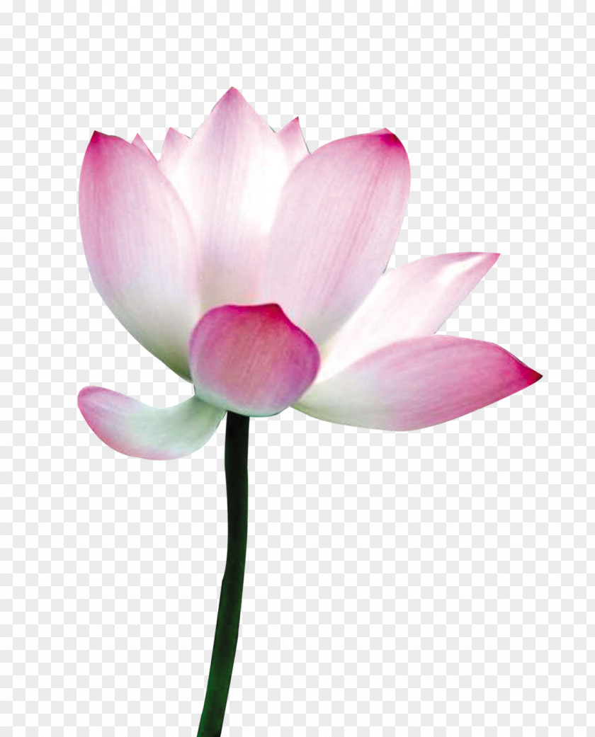 Lotus Flowers Nelumbo Nucifera Flower Petal PNG