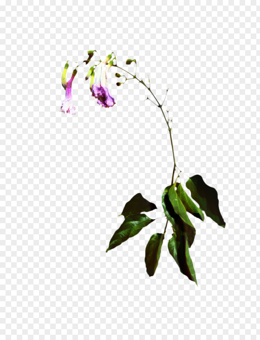 Pedicel Impatiens Flowers Background PNG