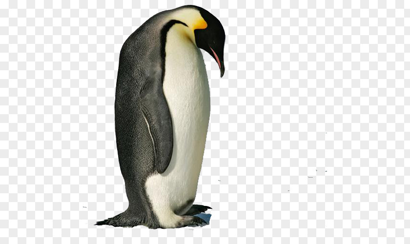 Penguin Emperor Antarctic Snares Gentoo PNG