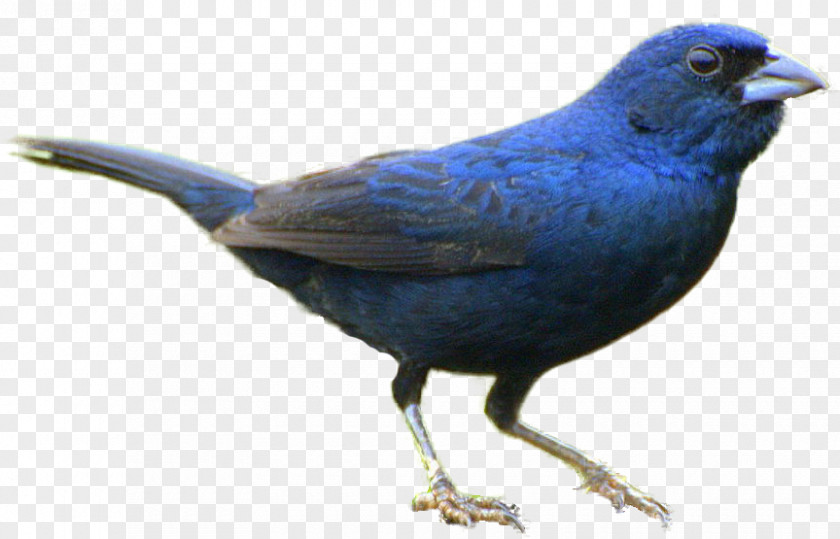 Blue Bird Songbird Blue-black Grassquit 2GREEN Clip Art PNG