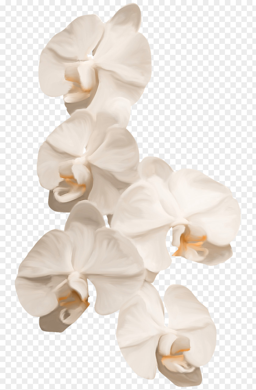 Pearl Flower Reichenbachia: Orchids Illustrated And Described Petal Clip Art PNG