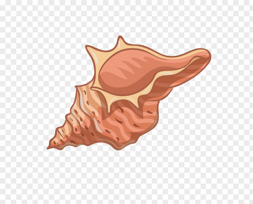 Conch Creative PNG
