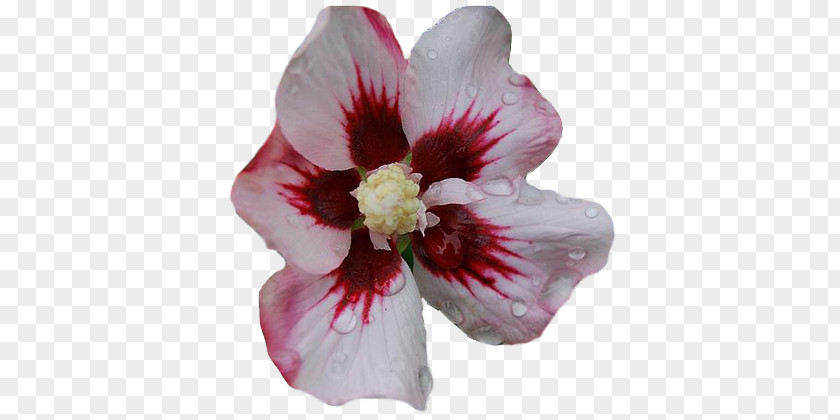 Rose Hibiscus Rosaceae Alstroemeriaceae Petal PNG
