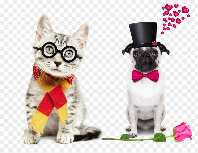 Small Animal With Hat The Cat In Kitten Dog Felidae PNG