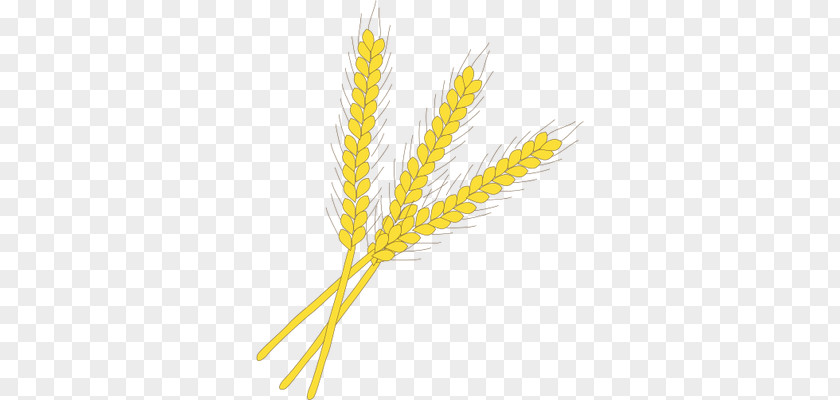 Symbol Emmer Einkorn Wheat Rye Cereal Germ PNG