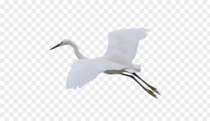 Flying Crane Bird Goose Duck Cygnini PNG