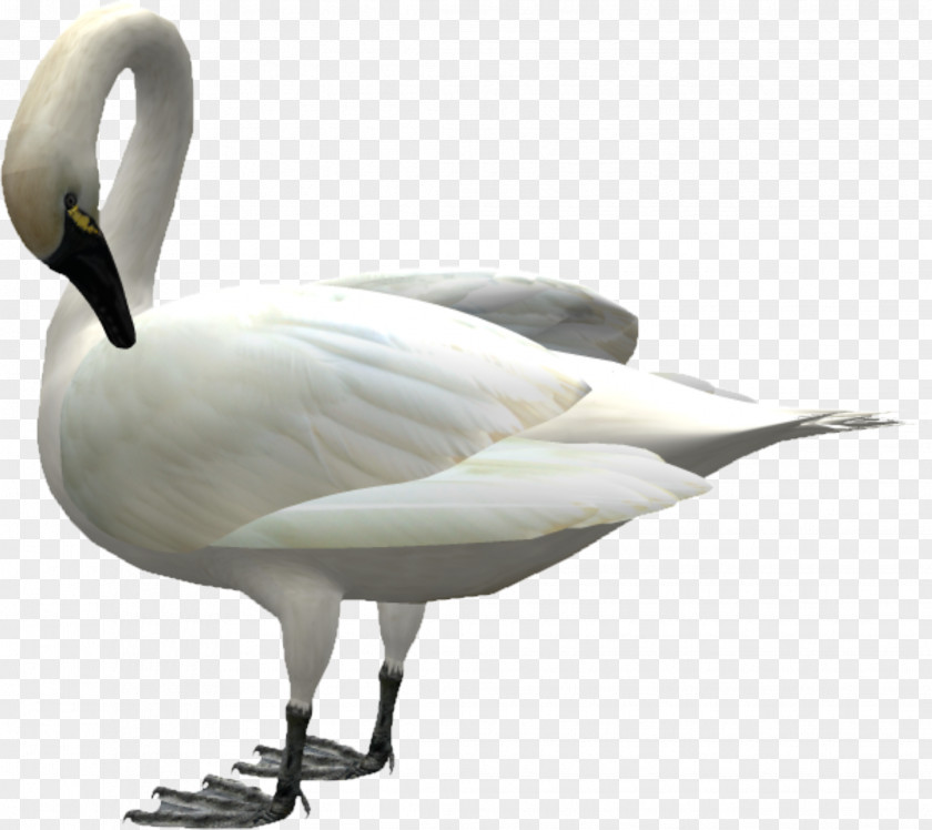 Goose Down Swan Bird Icon PNG