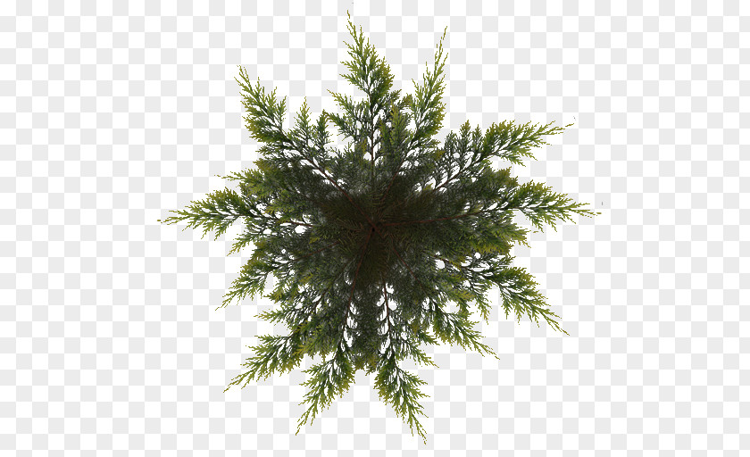 Pine Tree Leaves Texture Spruce Christmas Fir PNG