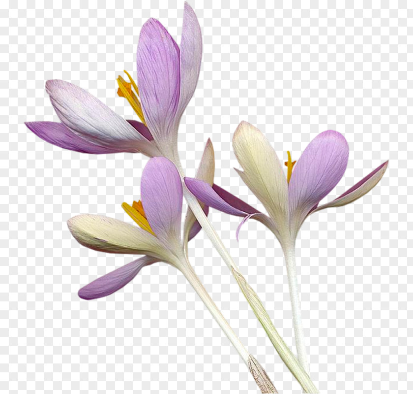 Purple Crocus Flower PNG