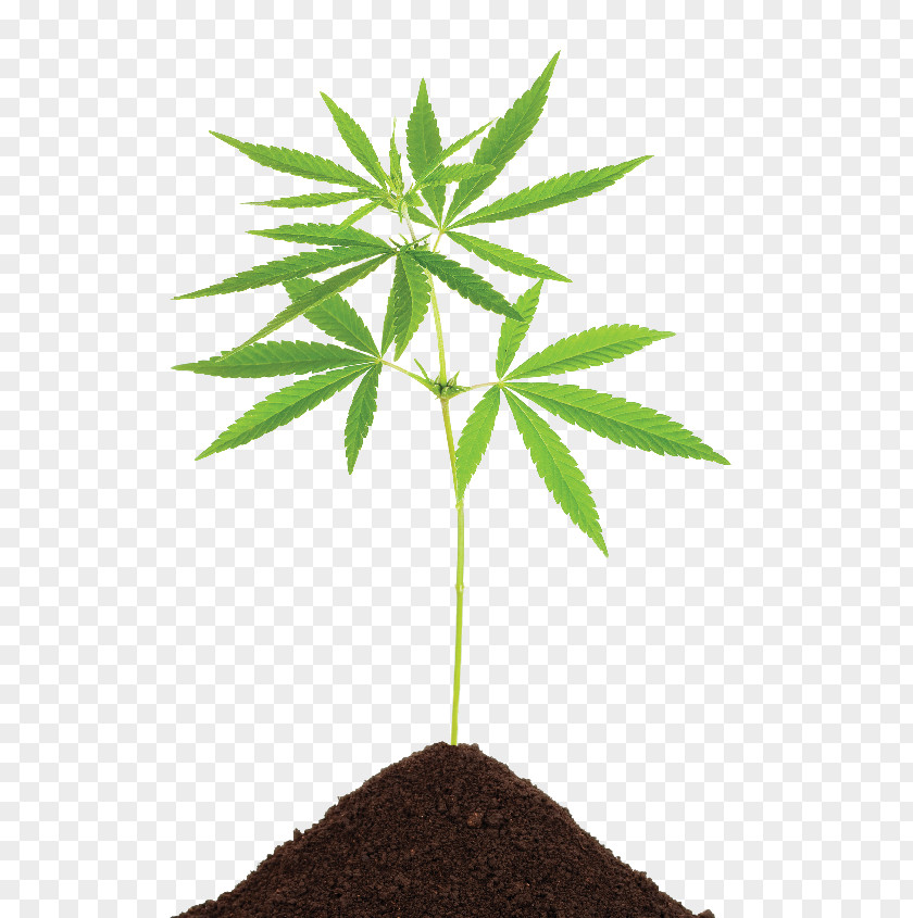 Cannabis Sativa Marijuana Medical Cannabidiol PNG