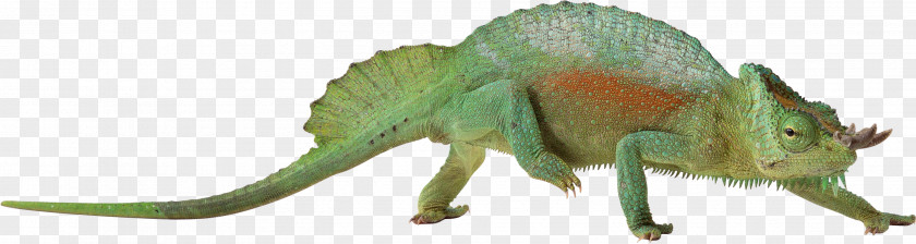 Ferret Lizard Chameleons Reptile Common Iguanas PNG