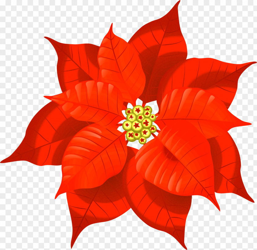 Marigold Christmas Decoration Poinsettia Card Clip Art PNG