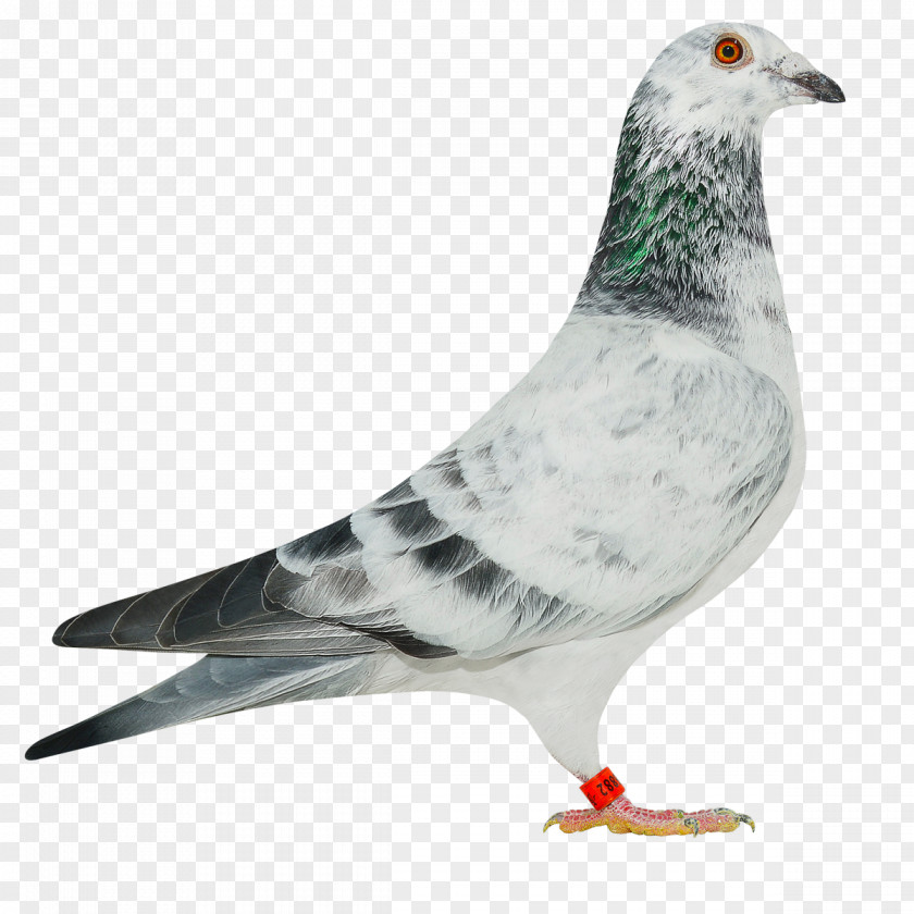 Pegeon Polish Association Of Racing Pigeon Breeders Information Columbinae PIGEBOOK Domestic PNG