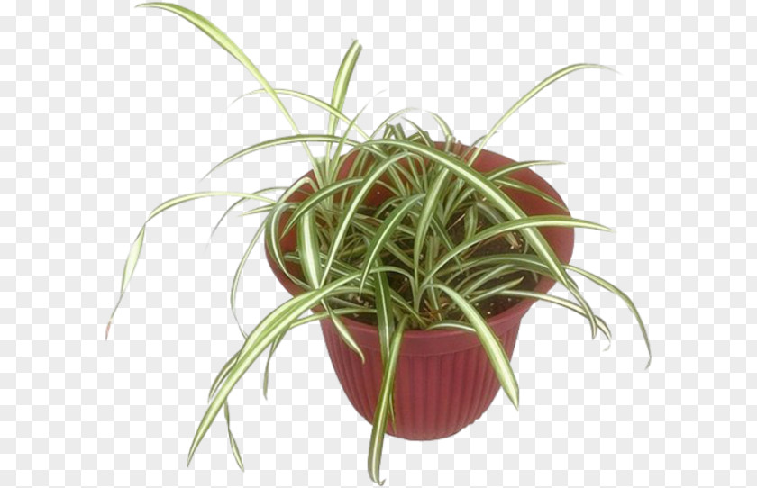 Pflanzen Flowerpot Houseplant Grasses HTTP Cookie PNG