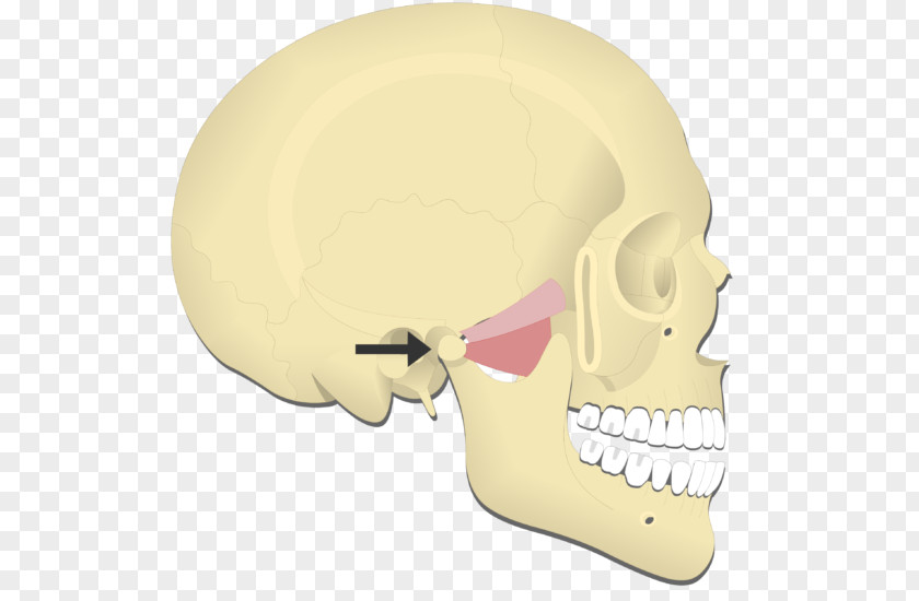 Skull Mandible Medial Pterygoid Muscle Lateral Temporomandibular Joint Muscles Of Mastication PNG