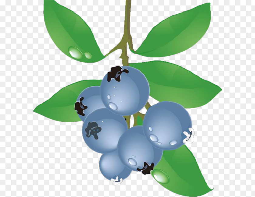 Blueberry Food Grape PNG