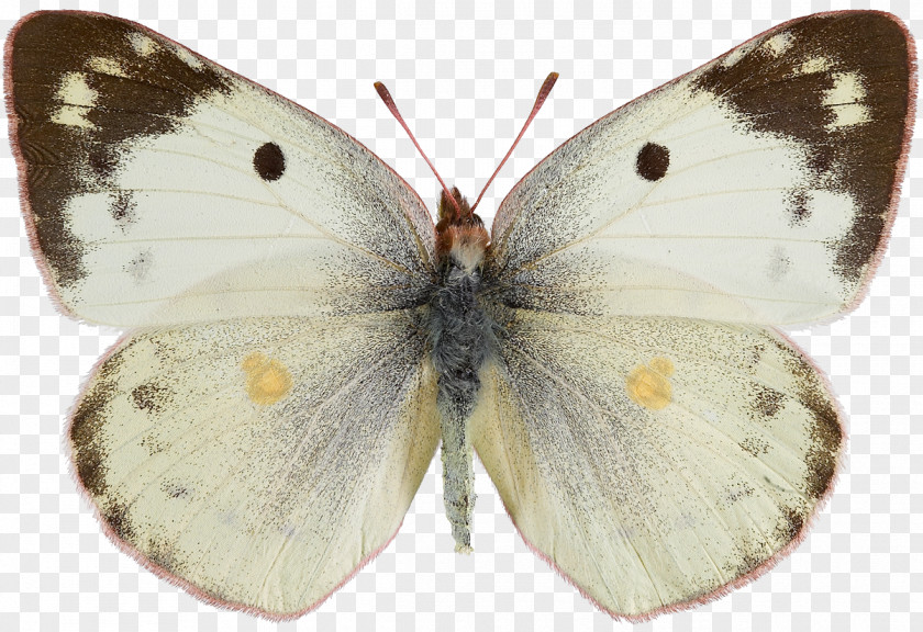 Butterfly Pieridae Colias Hyale Croceus Eurytheme PNG