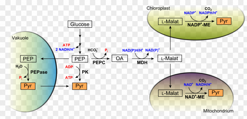 Pep Glycolysis Metabolism Anaerobic Organism Respiration PNG
