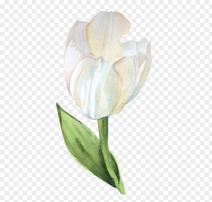 Tulip Calas Still Life Photography Cut Flowers Arum Lilies PNG