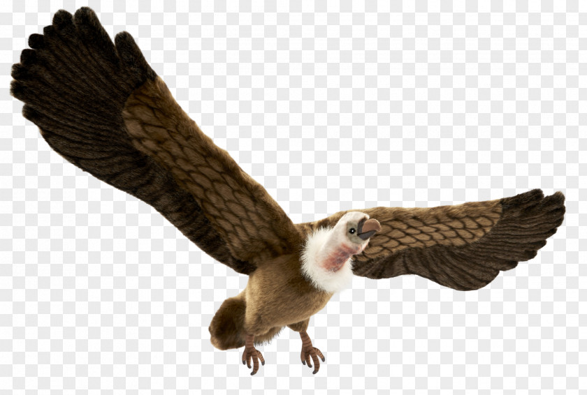 Widely In Life Eagle Leopard Vulture Reptile Buzzard PNG