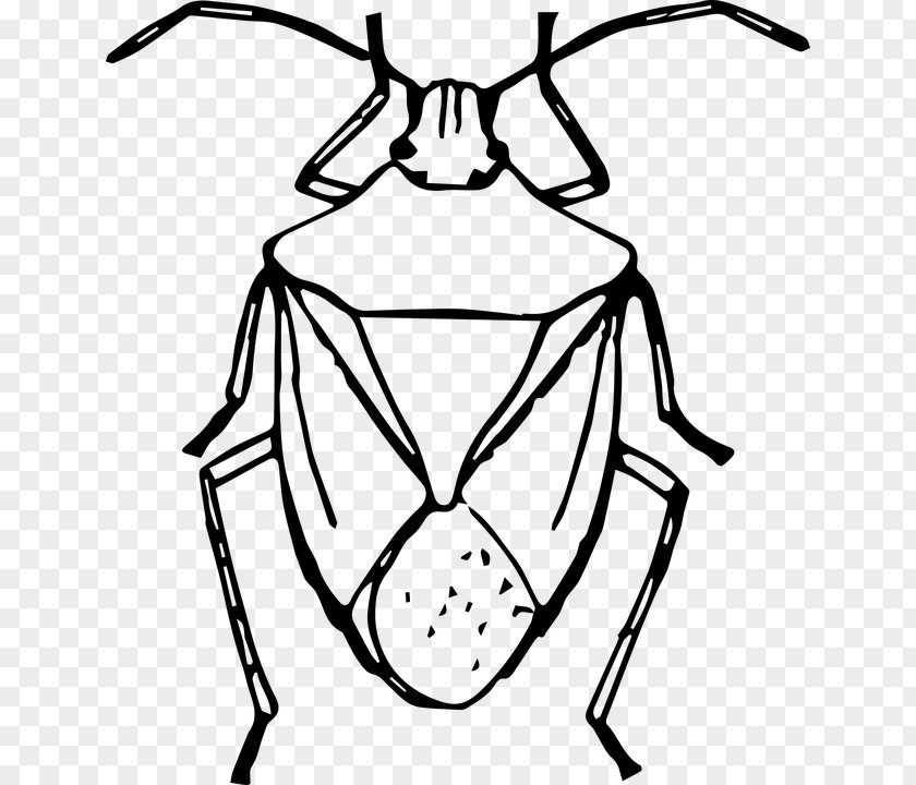 Beetle Brown Marmorated Stink Bug Drawing Clip Art PNG
