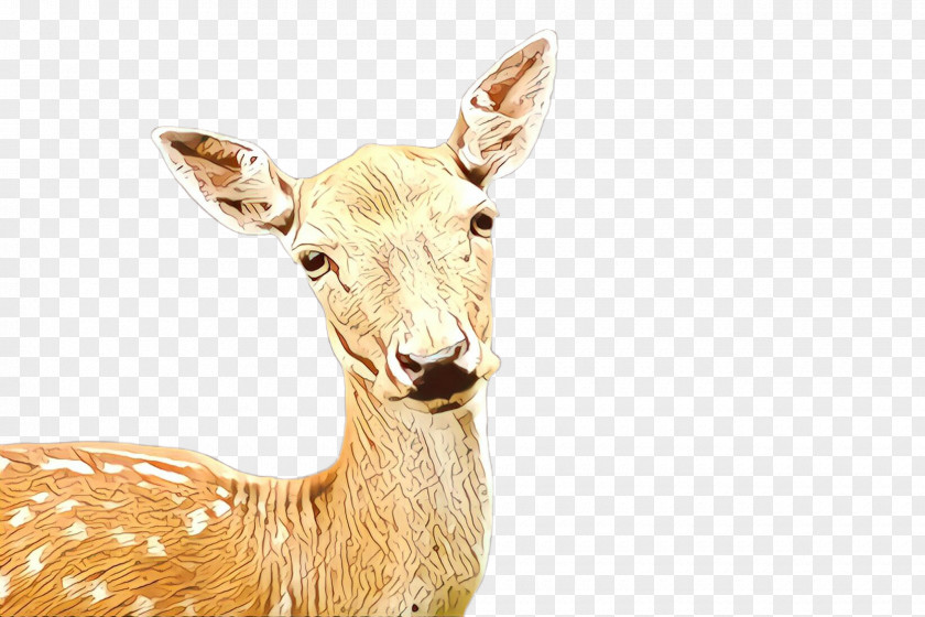 Deer Wildlife Fawn Roe Animal Figure PNG