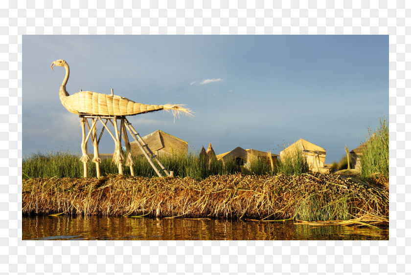 Floating Island Marsh Nature Reserve Ecosystem Crane Wetland PNG