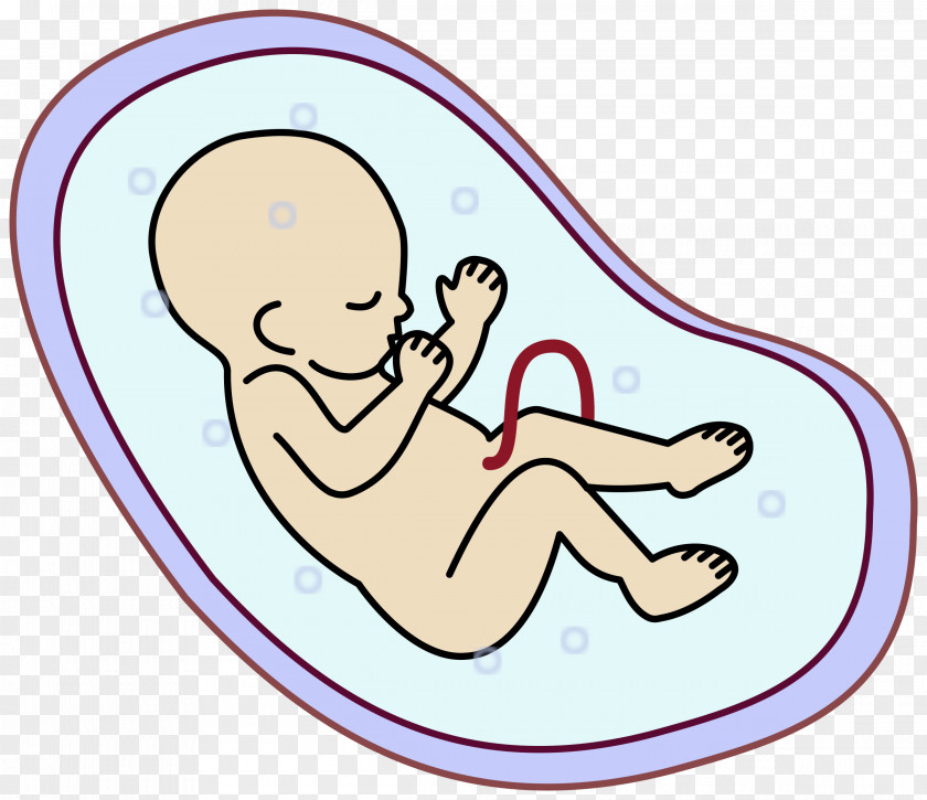 Human Clipart Embryo Fetus Uterus Clip Art PNG